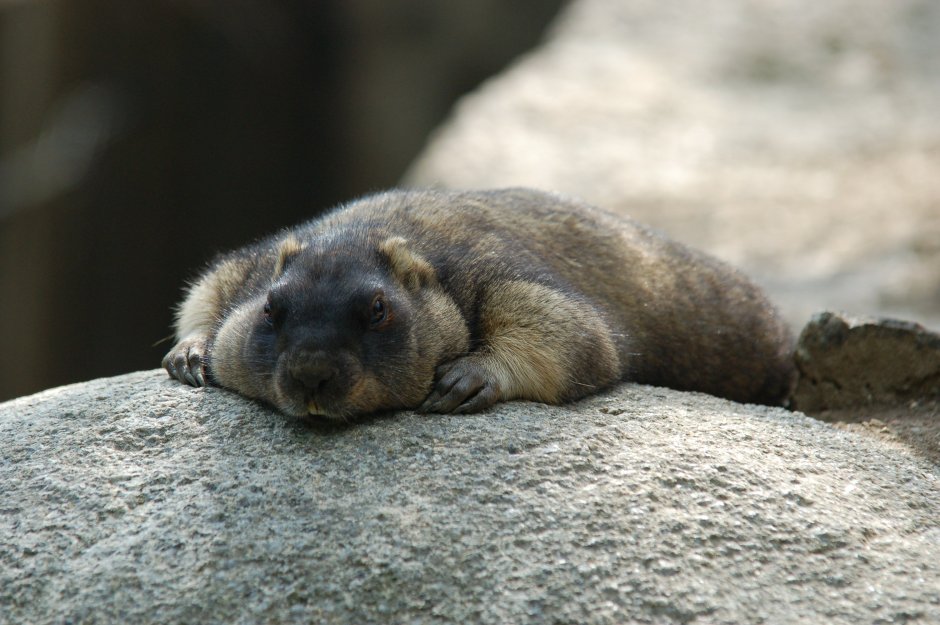 Сурок Байбак спит