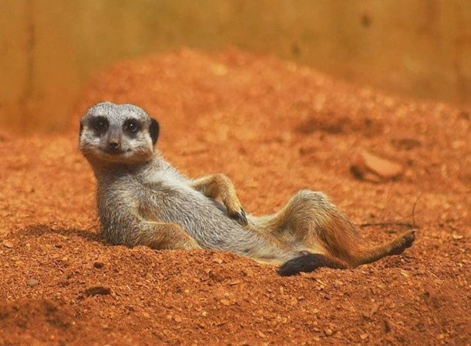 Смешные сурикаты