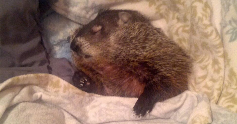 Спящие бобры