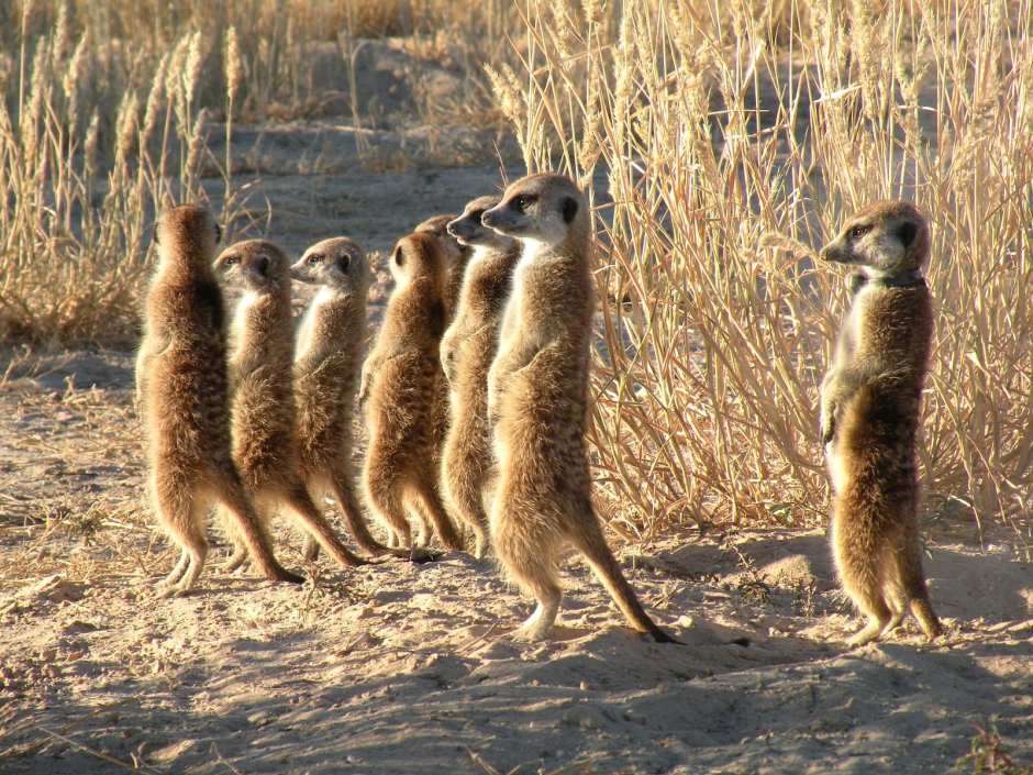 Сурикаты ареал обитания