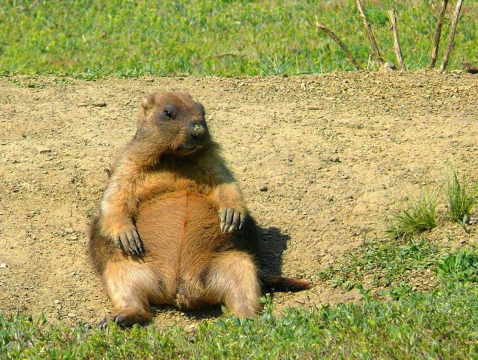 Суслик Байбак