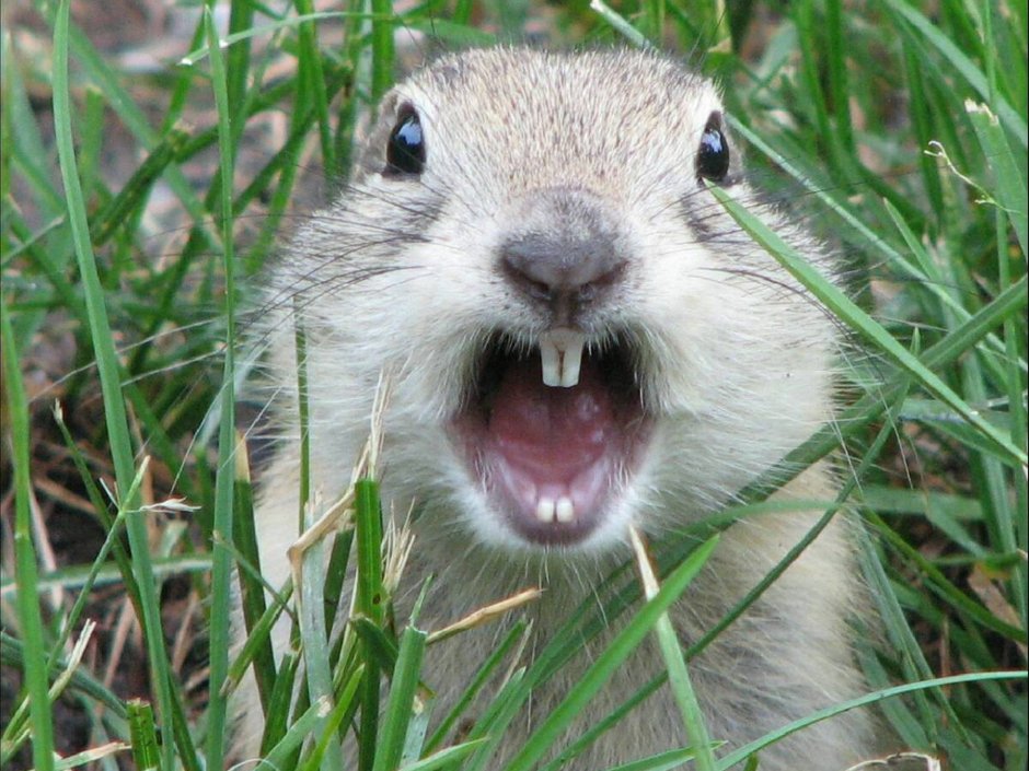 Суслик плачет