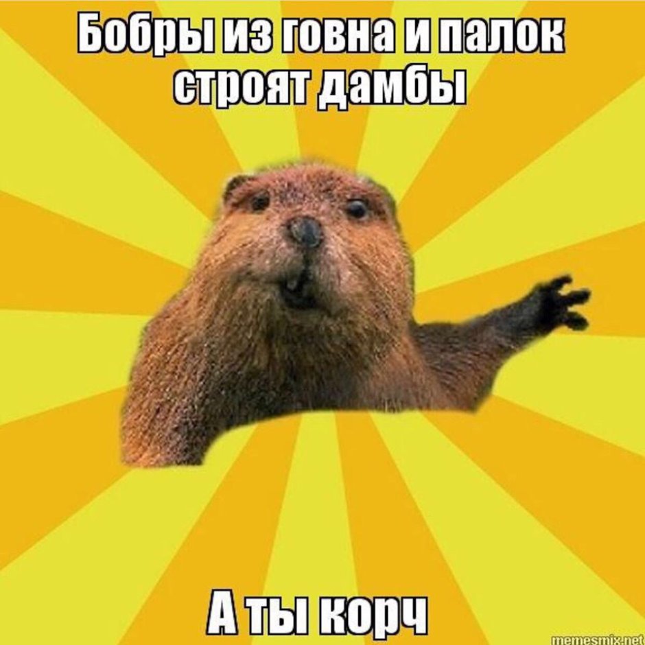 Бобер смешной Мем
