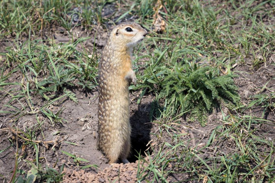 Суслик крапчатый в норе
