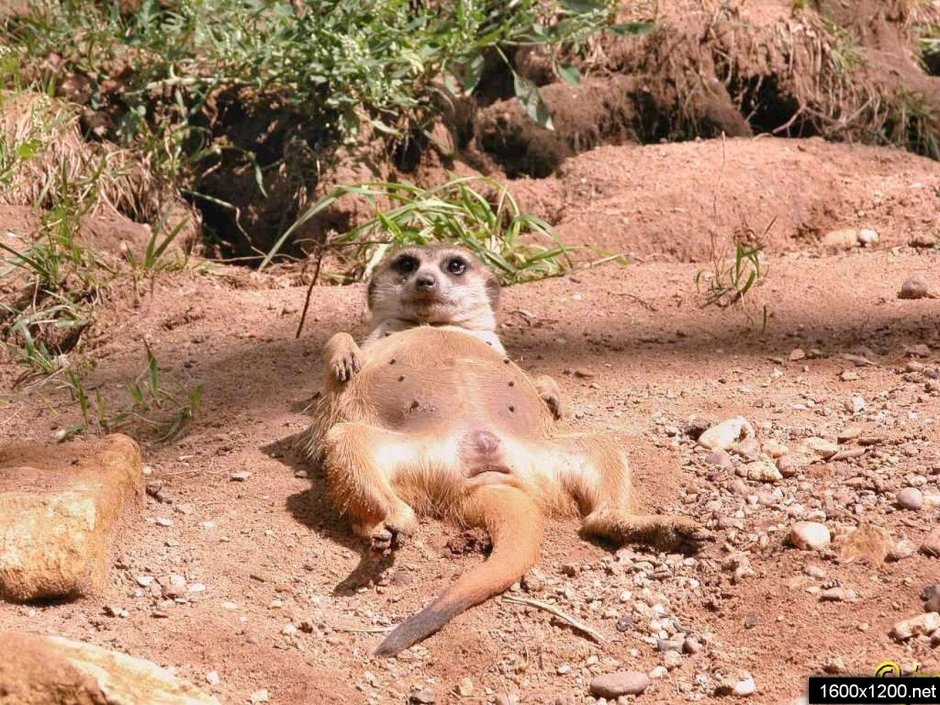 Член суриката