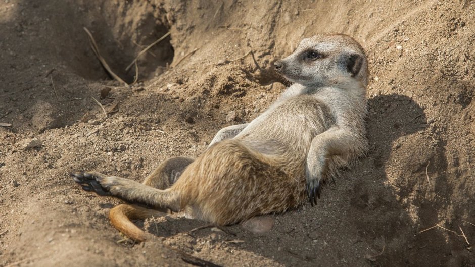 Сурикаты хвост