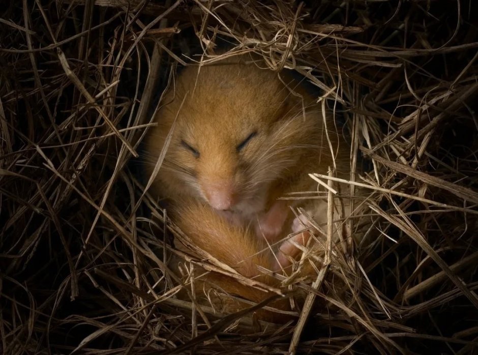 Орешниковая Соня спит