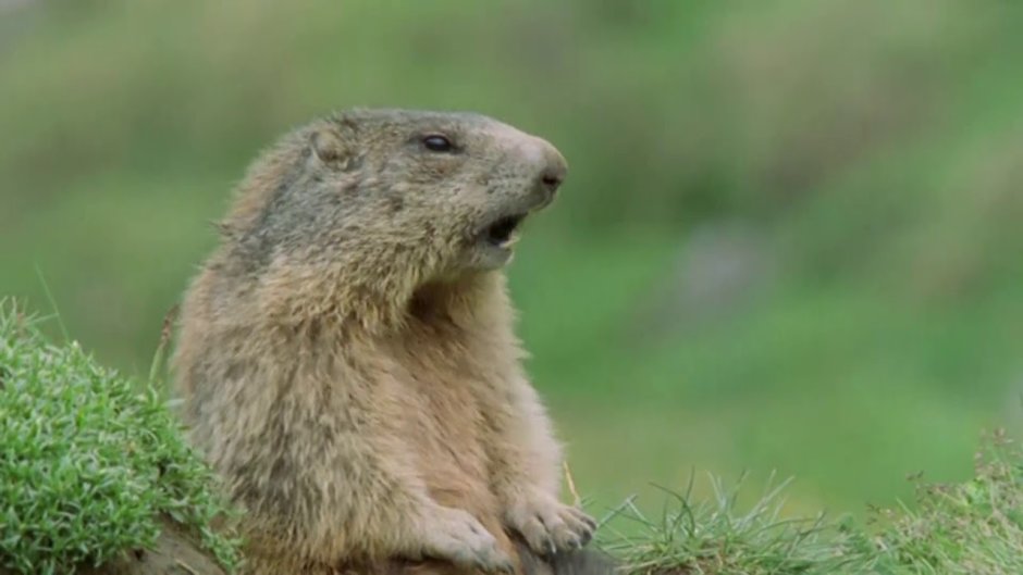 Орущий суслик Мем