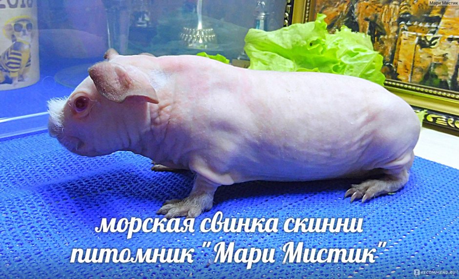 Поросенок без холестерина