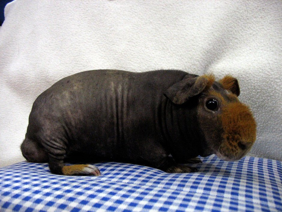 Морская Свинка Коронет