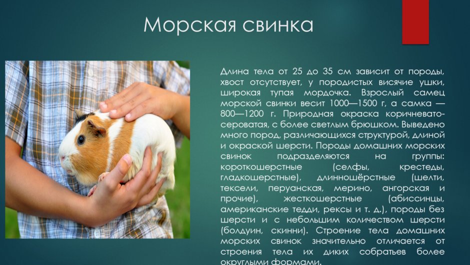 Морская Свинка режим бодрствования