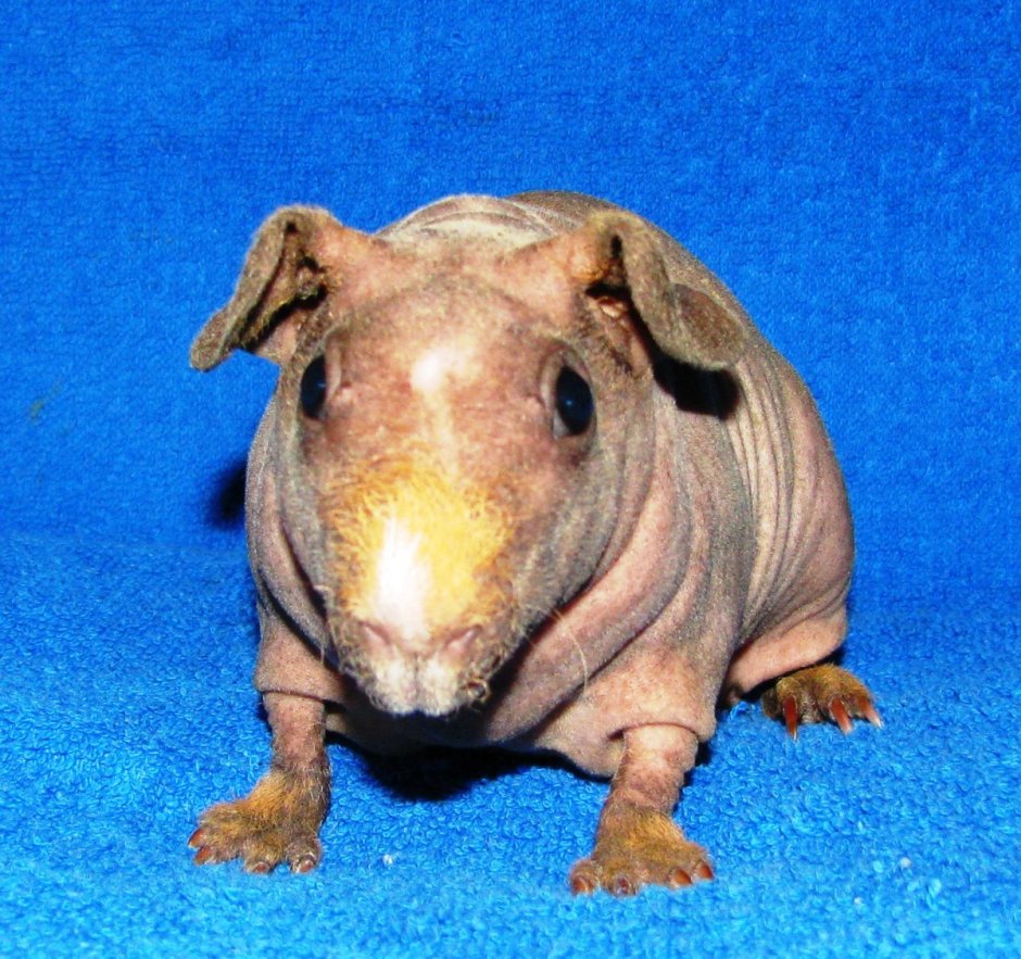 Морская Свинка Дамбо
