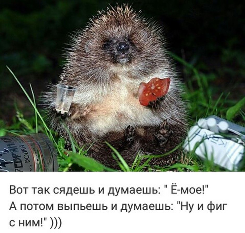 Акция Собери батарейки Спаси ежика