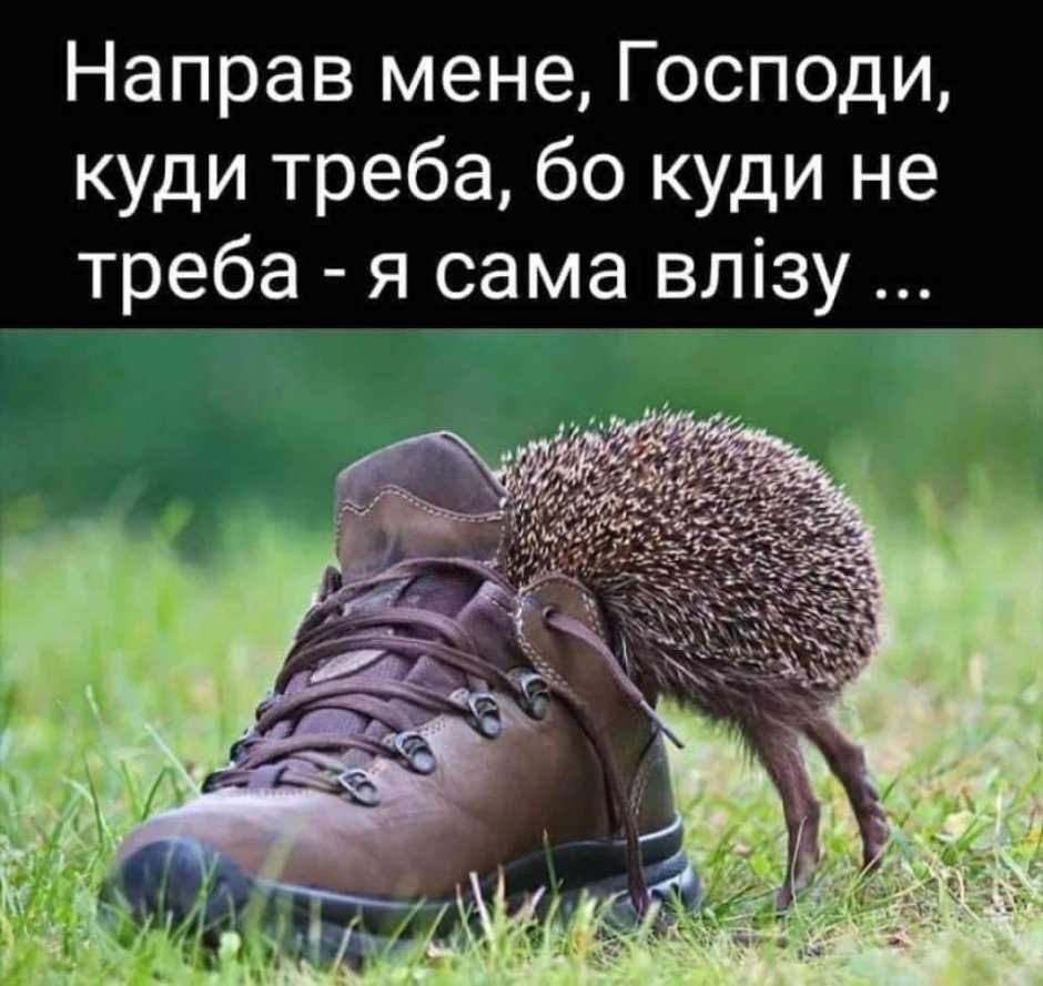 Еремина Елена Тайная жизнь ежиков пиво