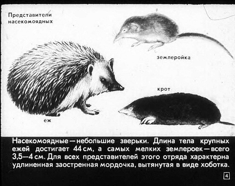 Пятки ежика