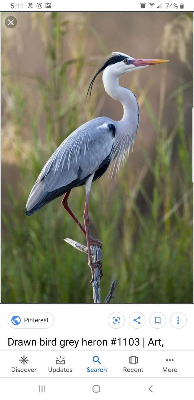 Цапля серая Болотная