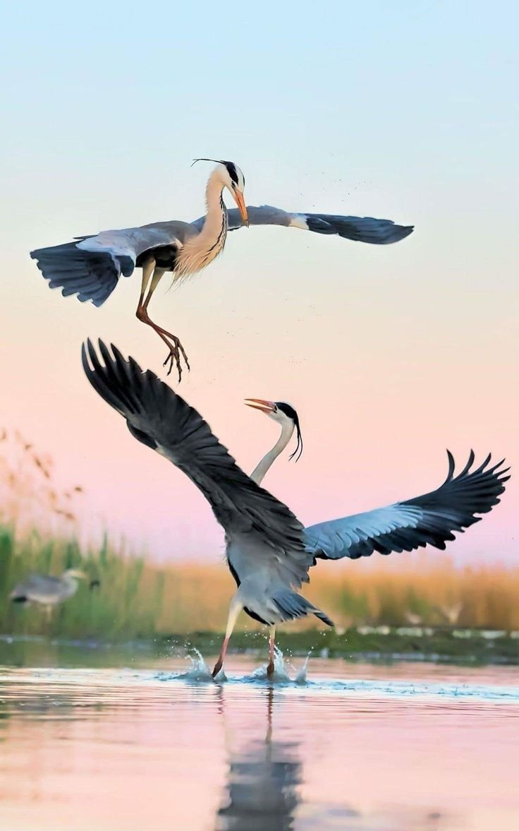 Птица в зоопарке красавка