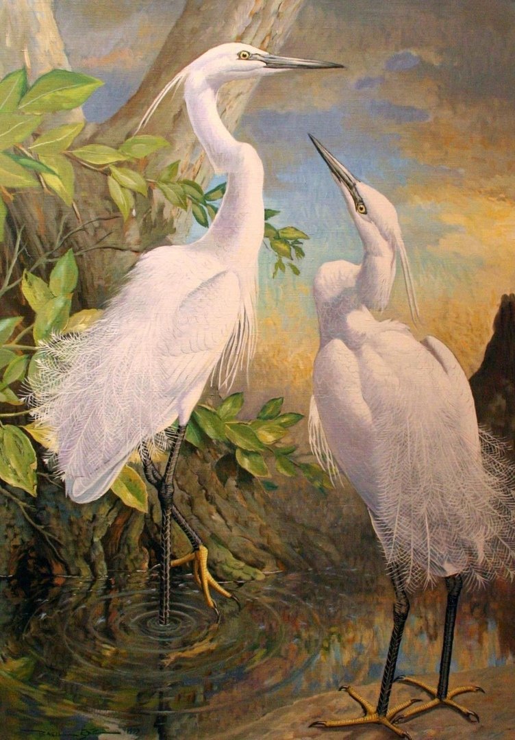 Турна птица