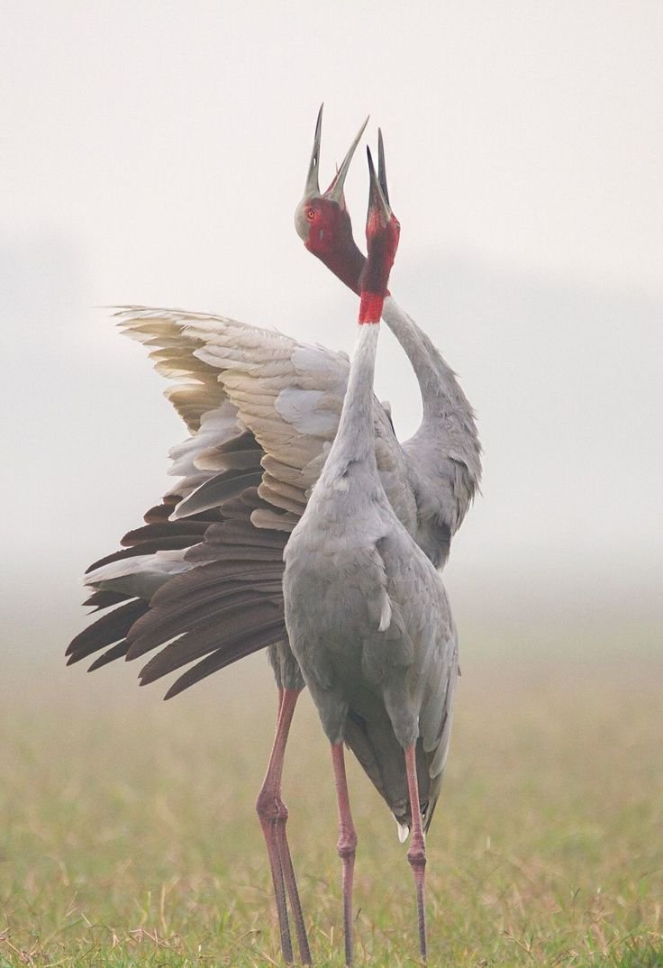 Crane живопись