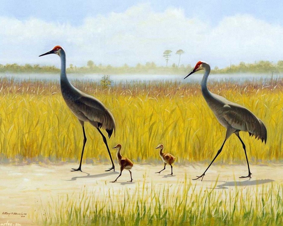Семья журавлей