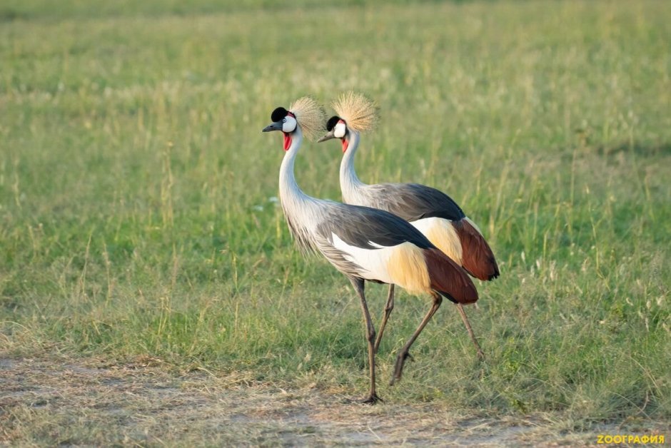Венценосный журавль брачный танец