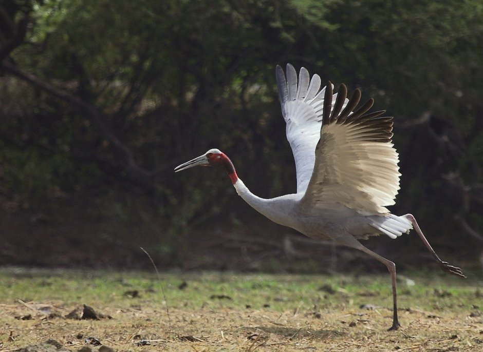 Журавль Антигона