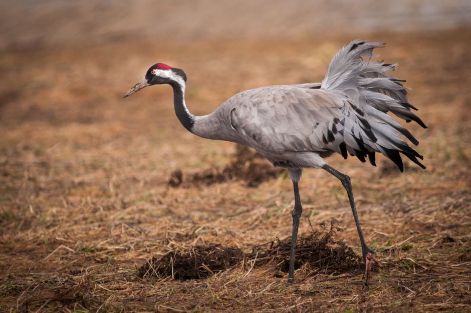 Вышивка танец журавлей