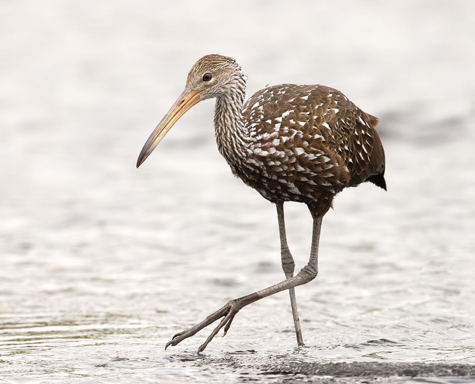 Пастушковый журавль 5