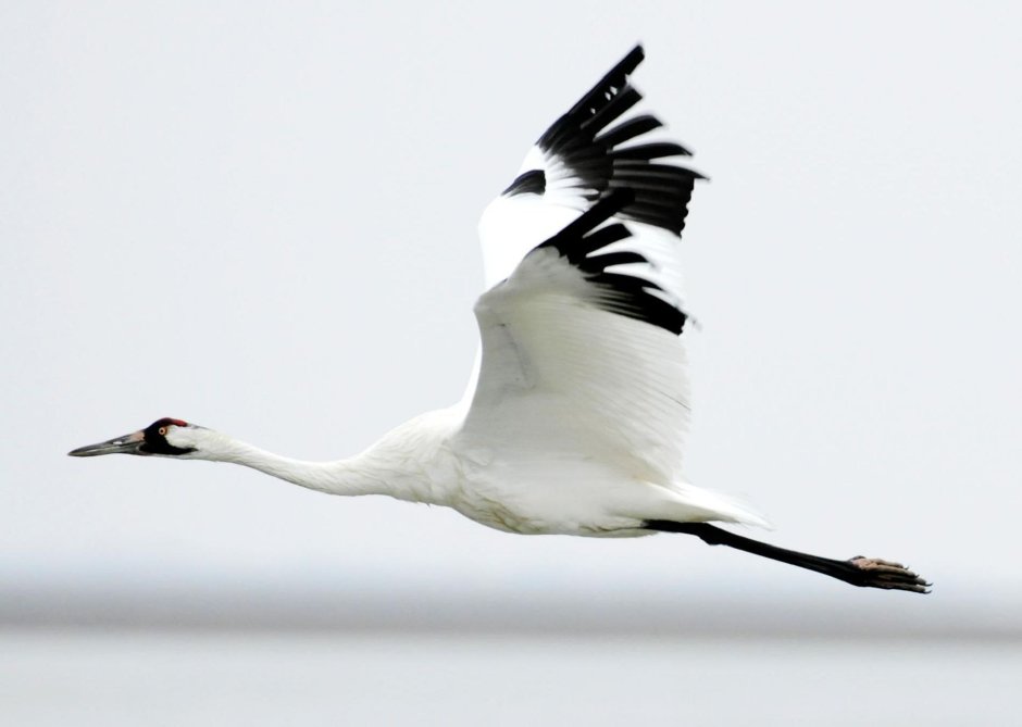 Фламинго картина маслом