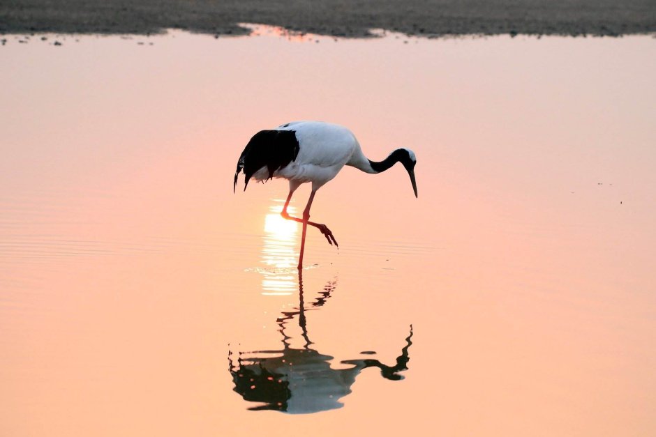 Японская роспись Журавли