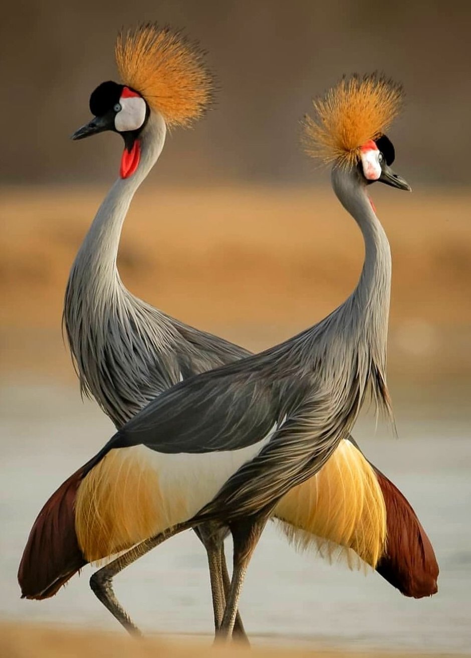 Японский журавль на прозрачном фоне