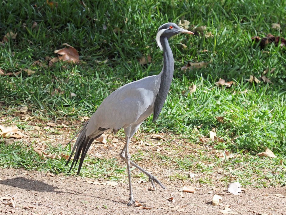 Хорошо бегающий американский журавль