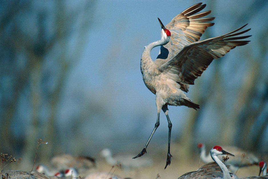 Японские Журавли картины