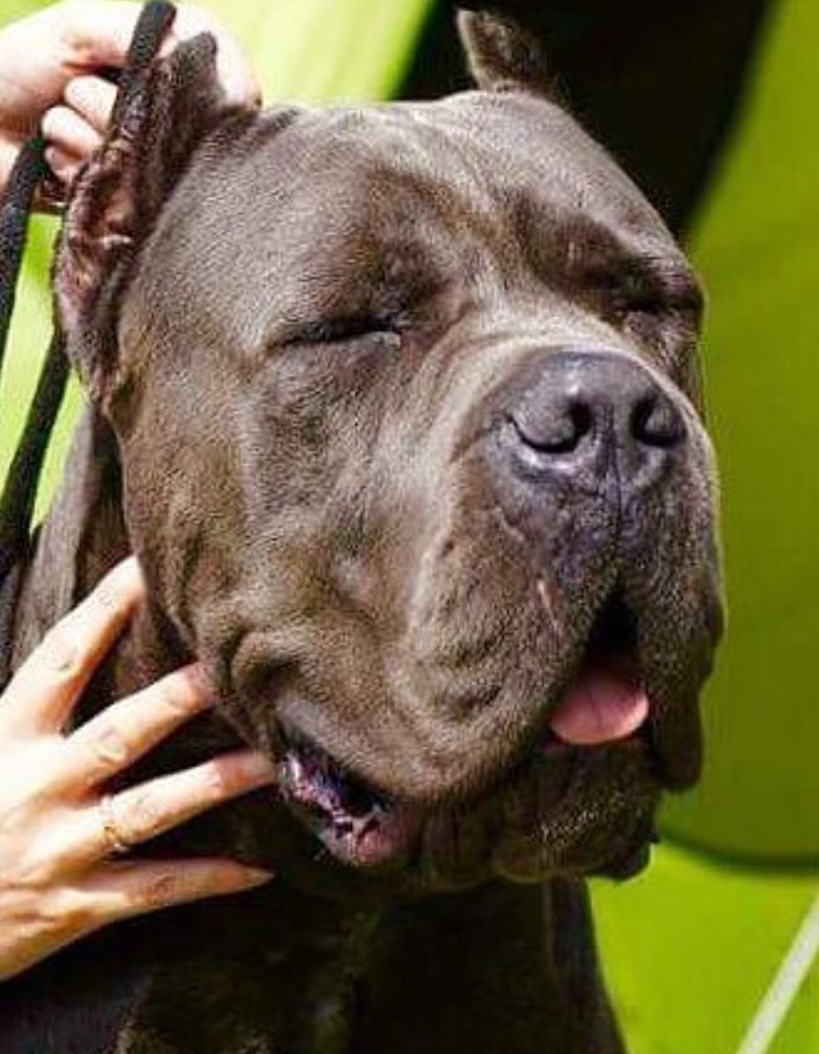 Питбуль мастиф