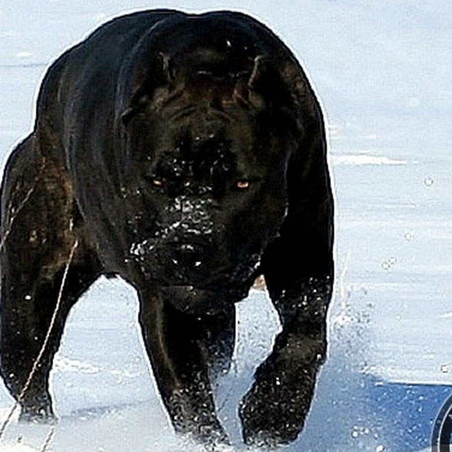 Бойцовская собака Кане Корсо