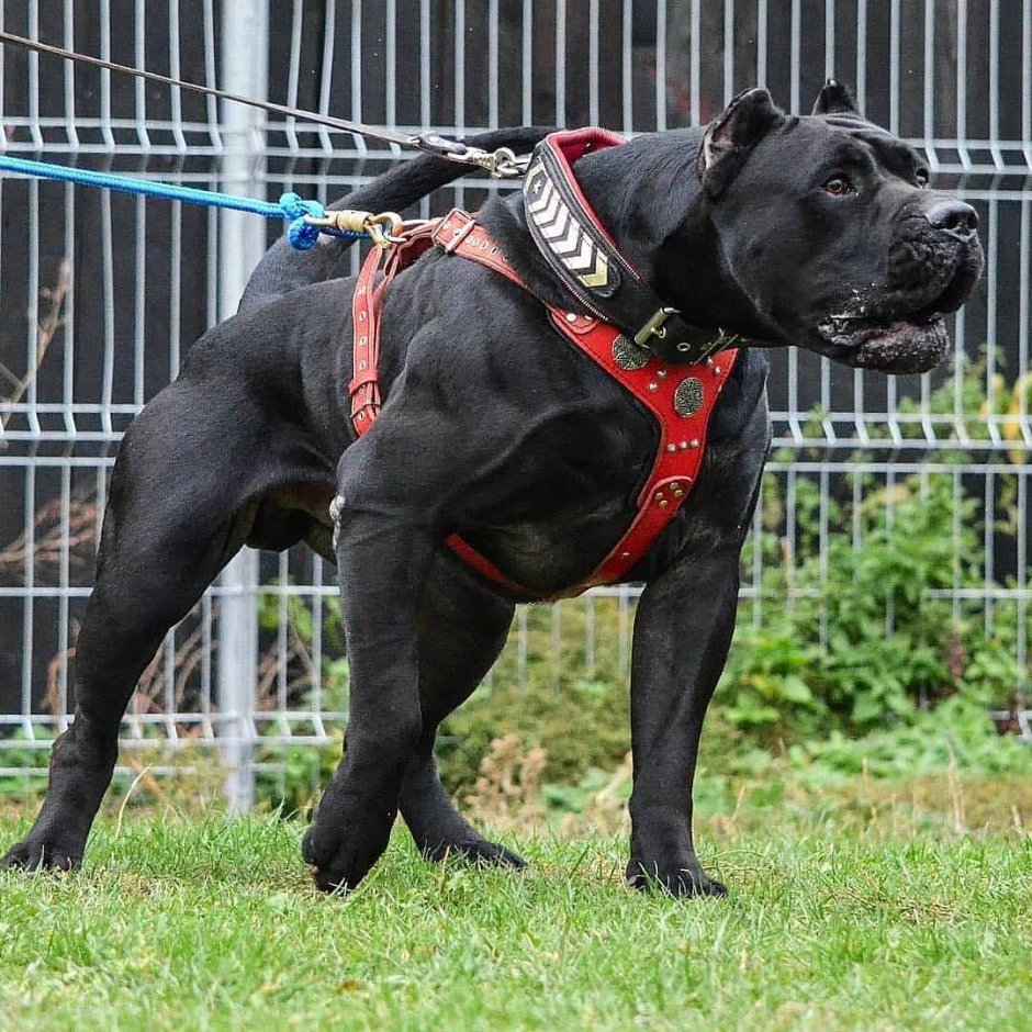 Кане Корсо гигант