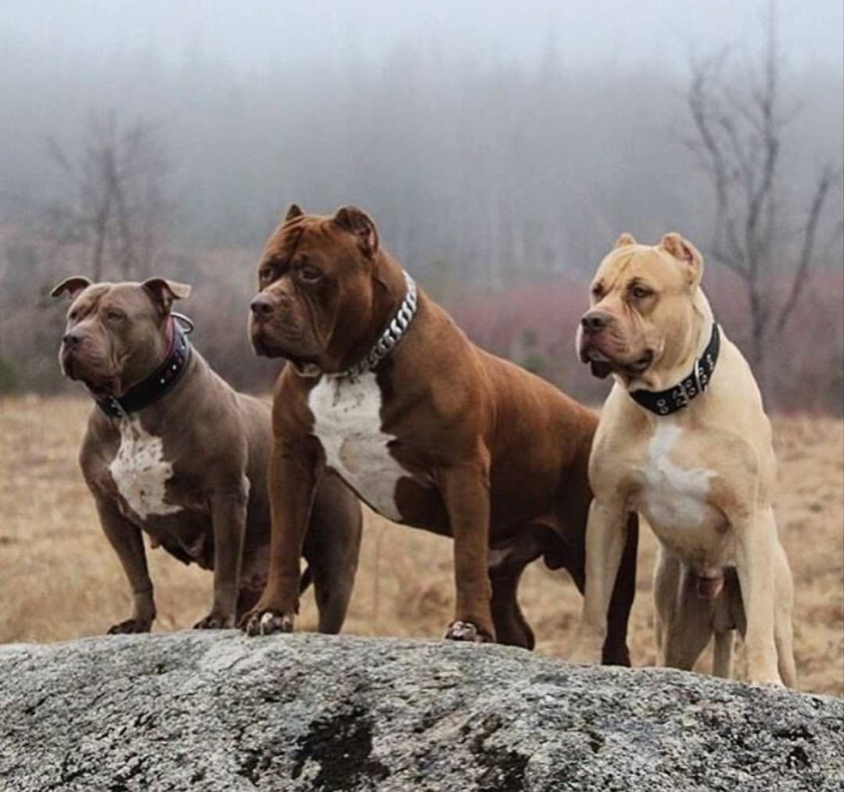 Аргентинский стаффордширский терьер