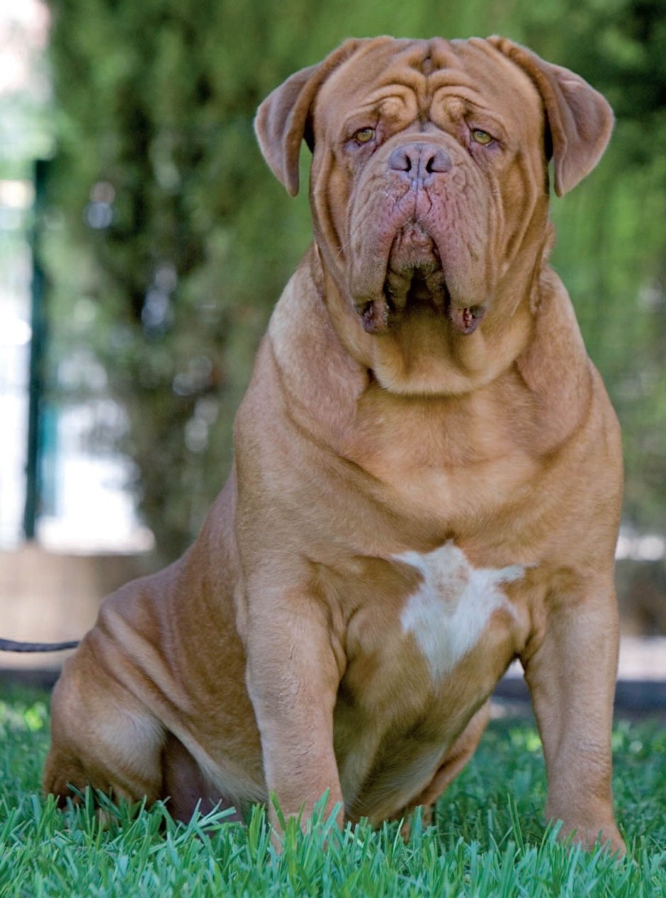 Американский мастиф