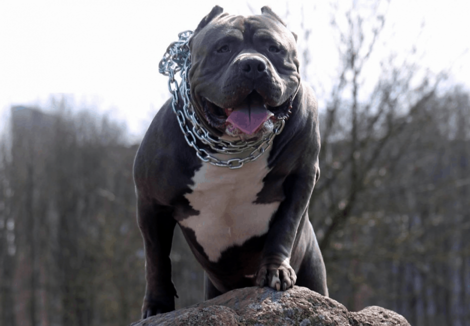 Американский бандог черный