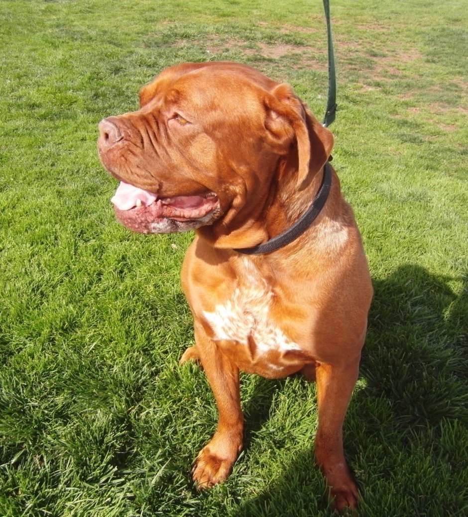 Стаффордширский мастиф