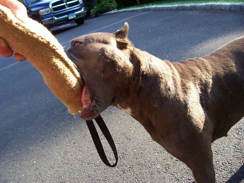 Американский питбуль укус