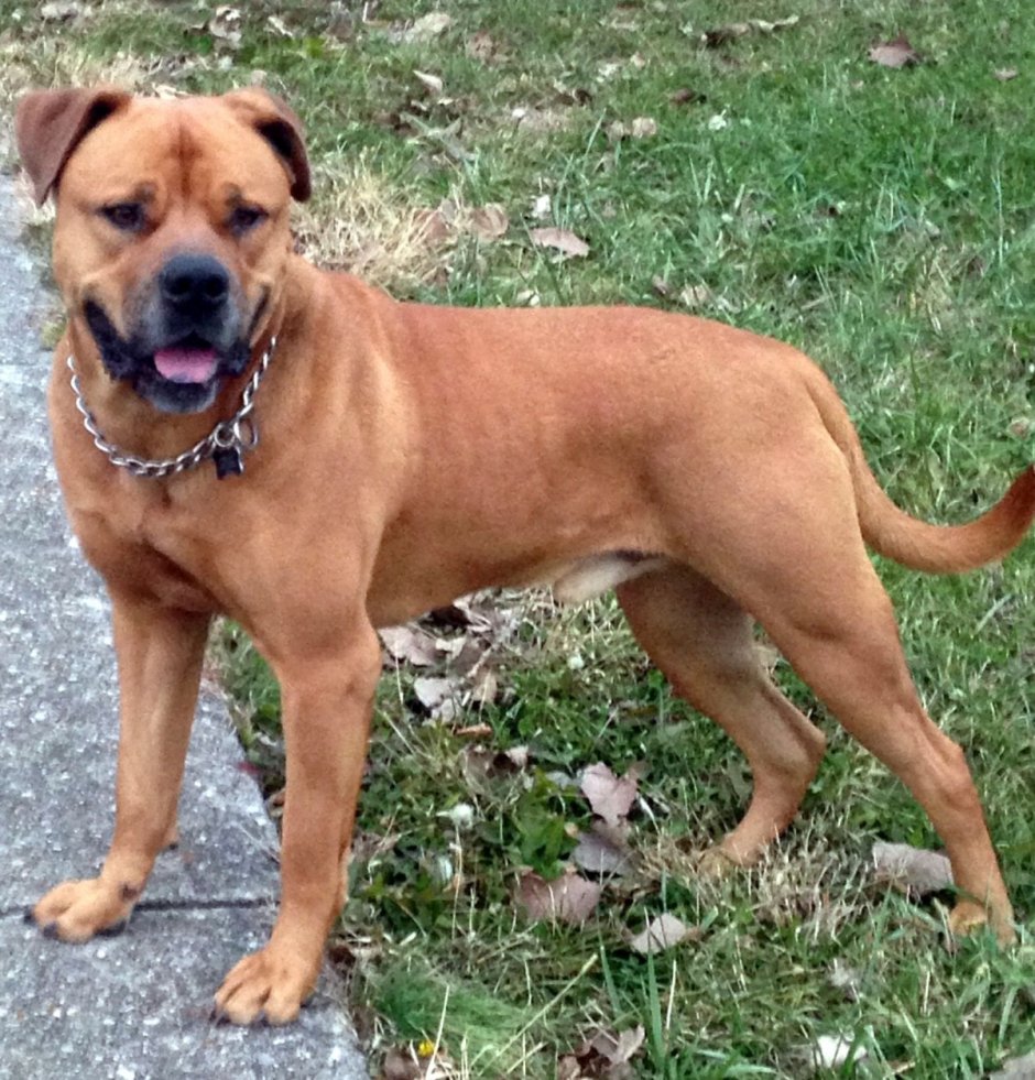 Помесь боксера и ротвейлера