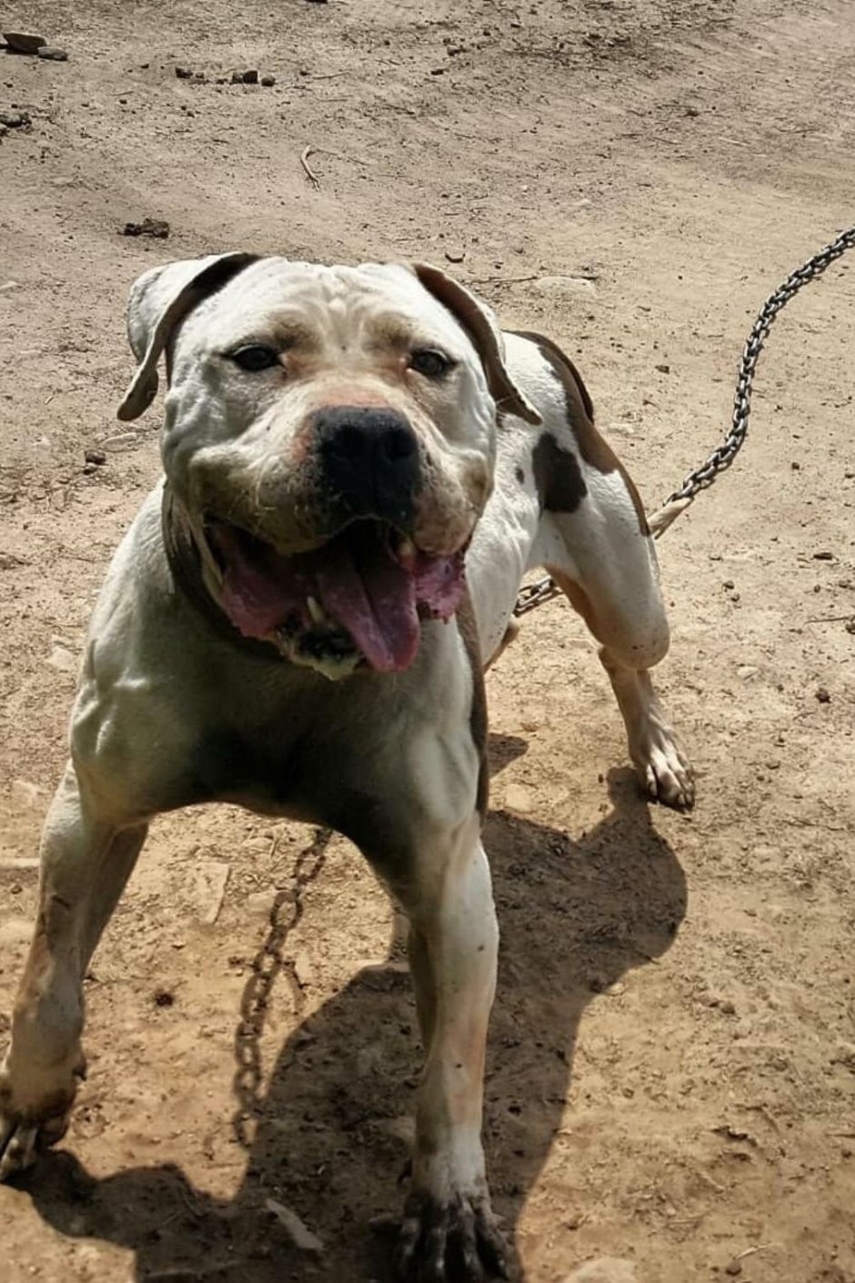 Американский бандог