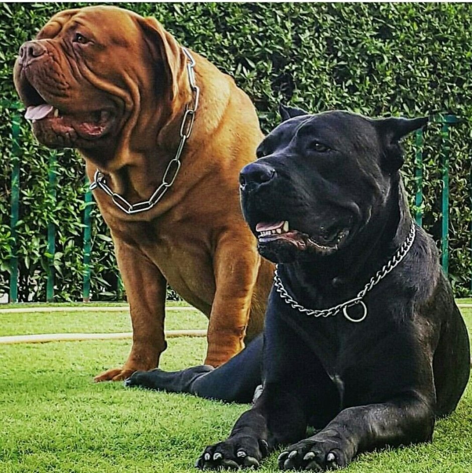 Бордосский мастиф Кане Корсо