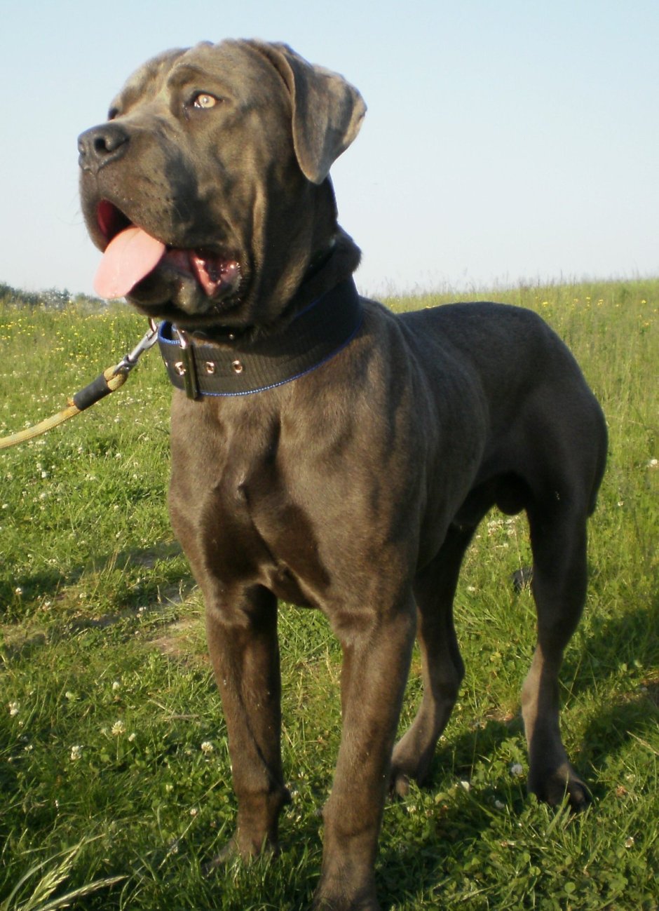 Американский бандог