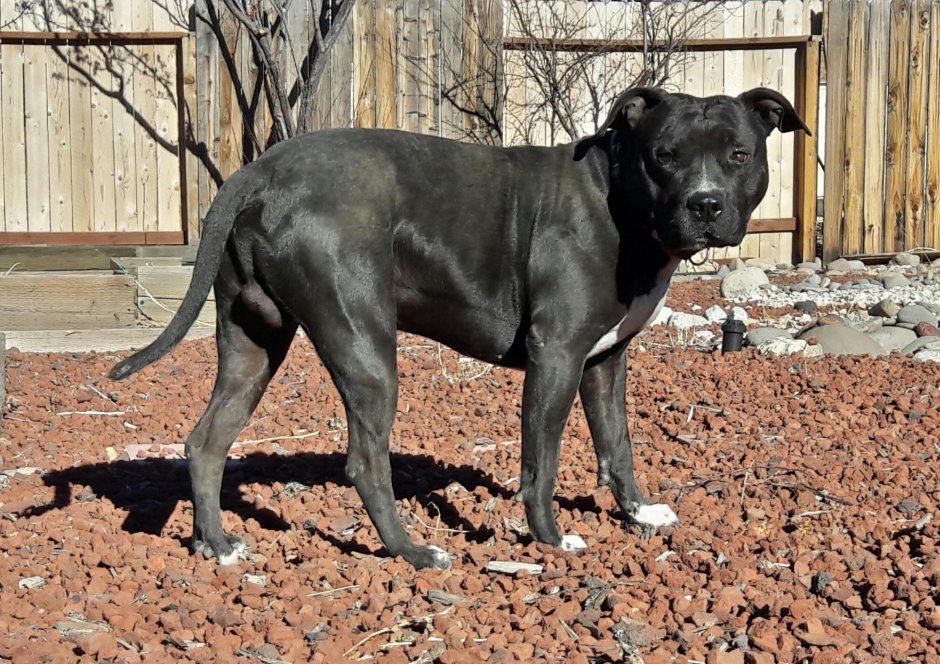 American Bandogge Mastiff