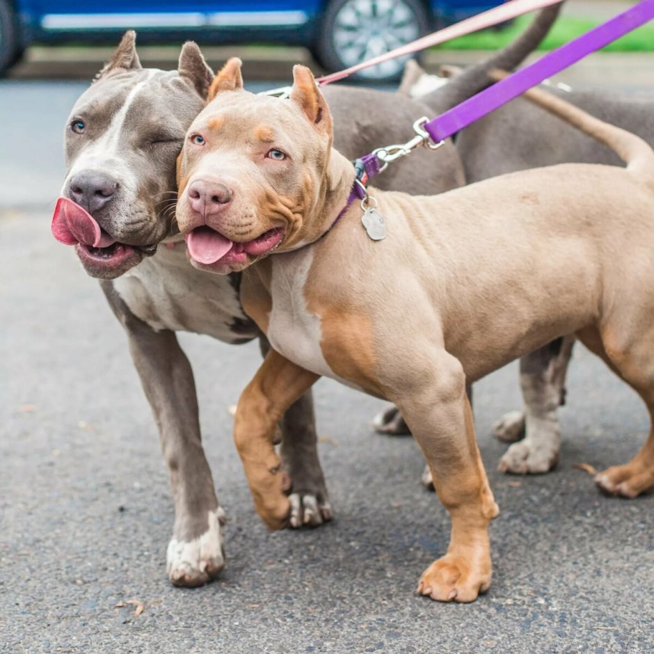 Бультерьер амстафф мастиф