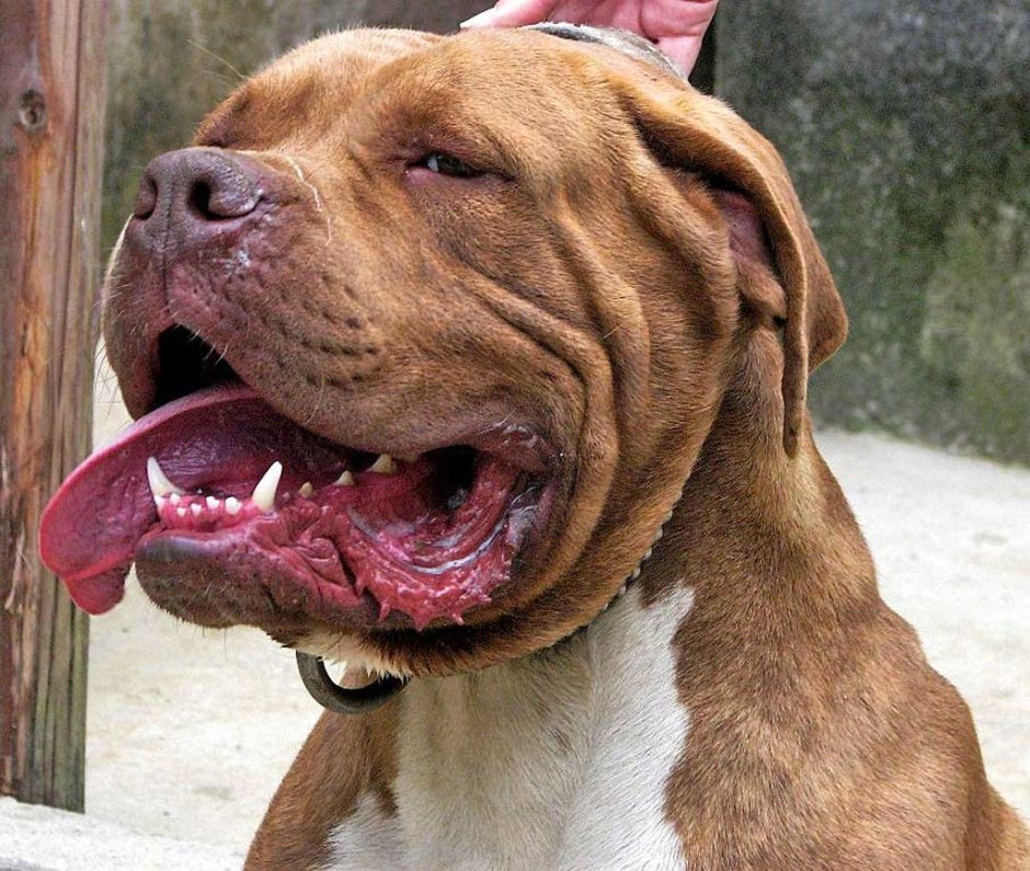 Мастиф Бойцовский