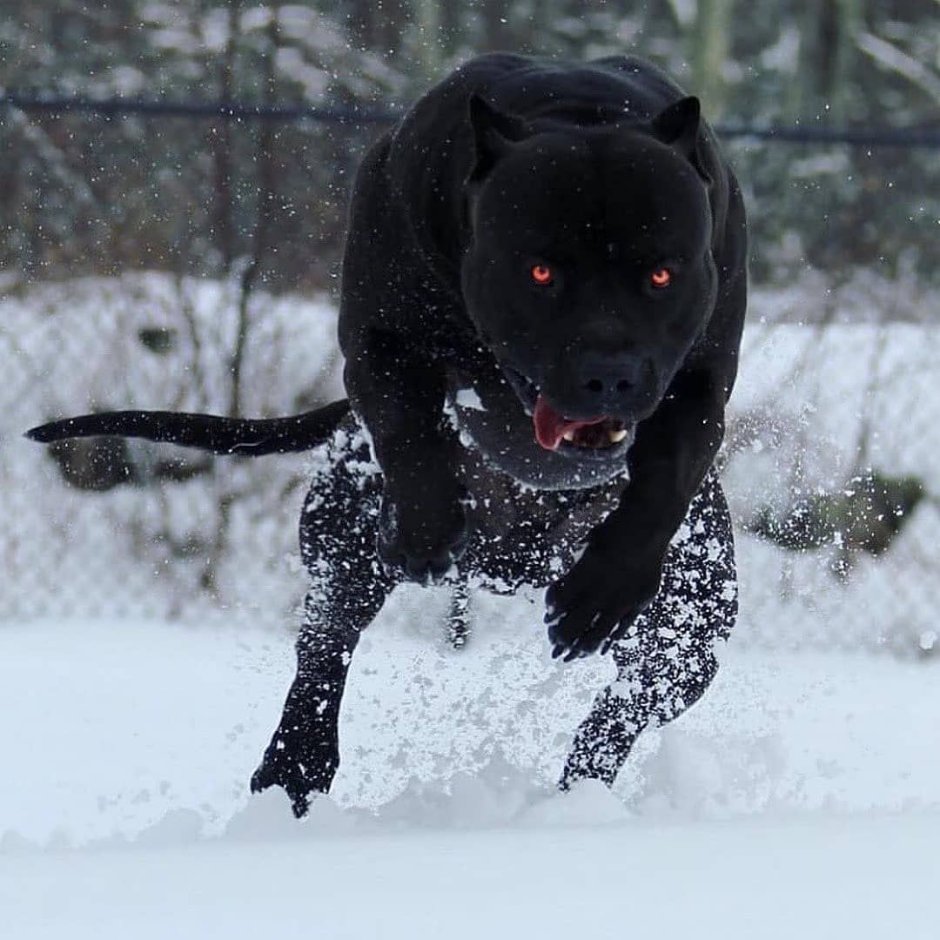 Американский питбультерьер черный злой