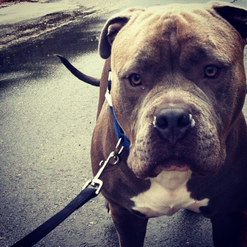 Черный питбуль venta